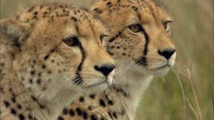 coppia-ghepardi