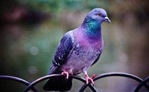 piccione-viola-significato