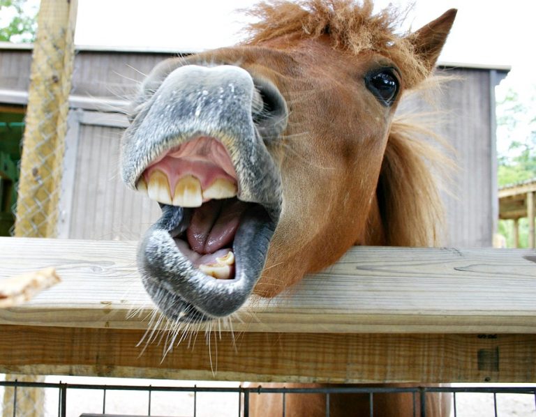 A caval donato non si guarda in bocca storia e significato del proverbio A caval donato non si guarda in bocca storia e significato del proverbio