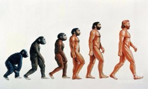 Evoluzione dell’uomo