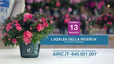 Festa della mamma azalea ricerca