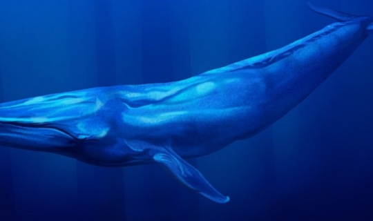 blue whale bufala
