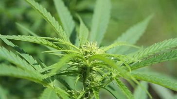 legalizzazione_cannabis