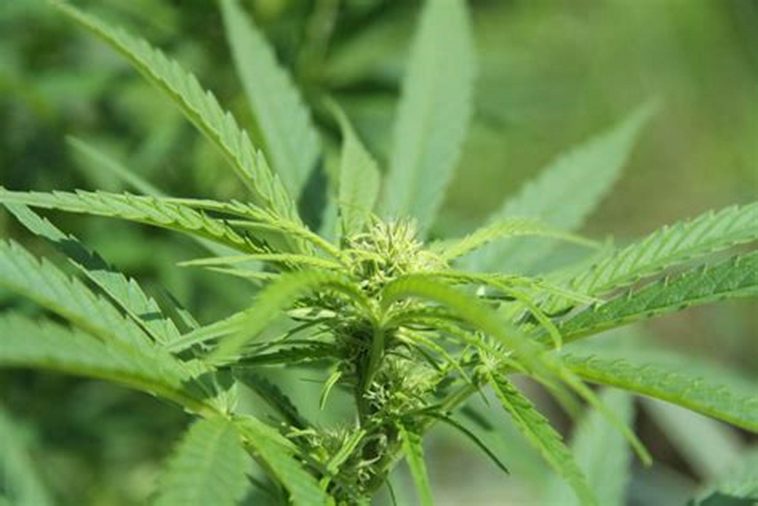 legalizzazione_cannabis