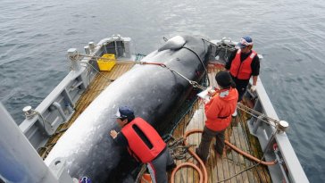 caccia balene giappone