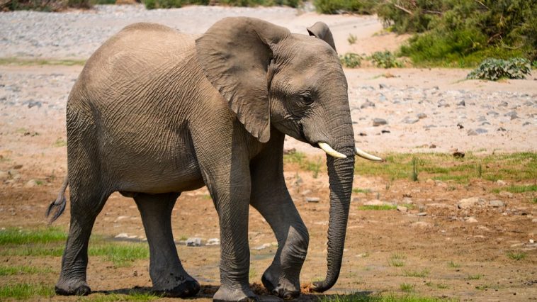 elefante botswana morti misteriose